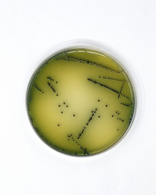 Plate pigment v2